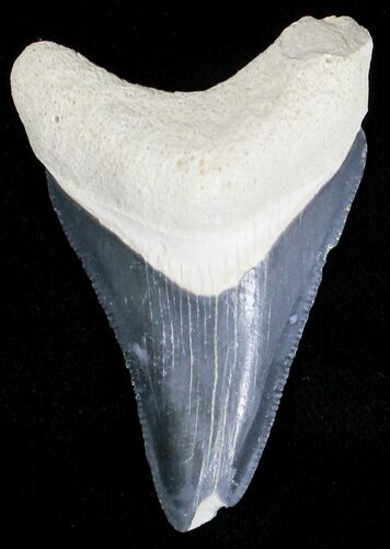 Serrated Bone Valley Megalodon Tooth #18467
